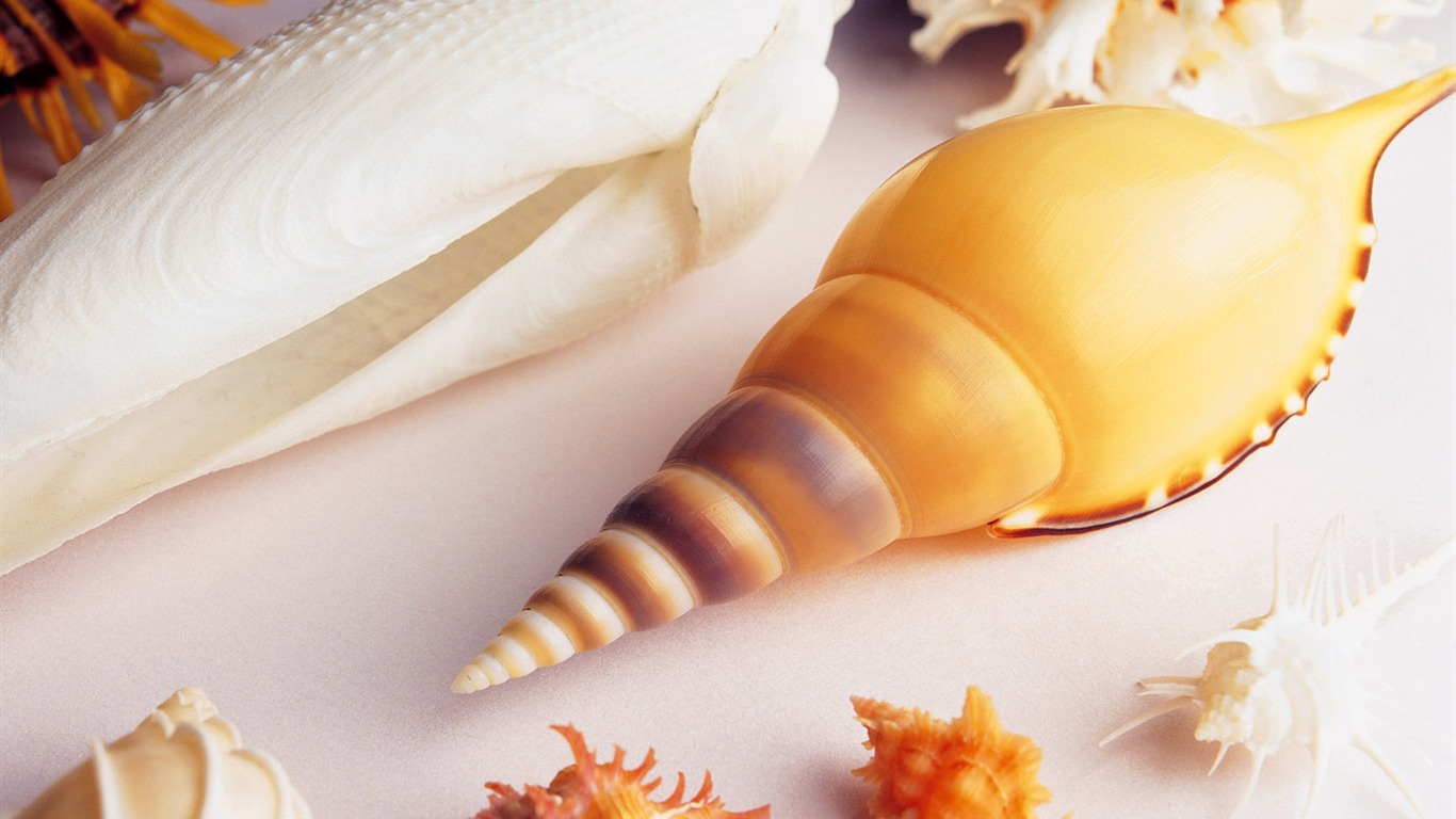 Conch Shell wallpaper album (3) #18 - 1366x768