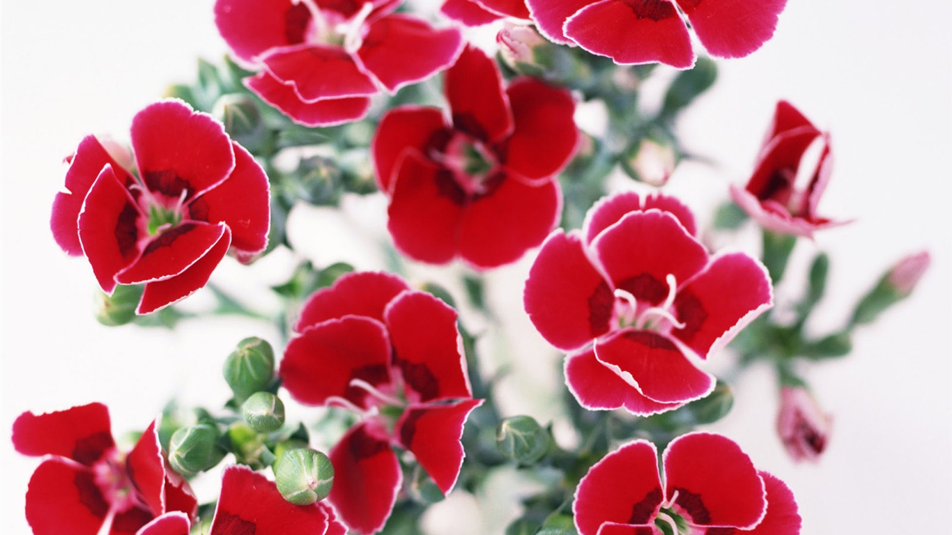 鮮花特寫(24) #3 - 1366x768