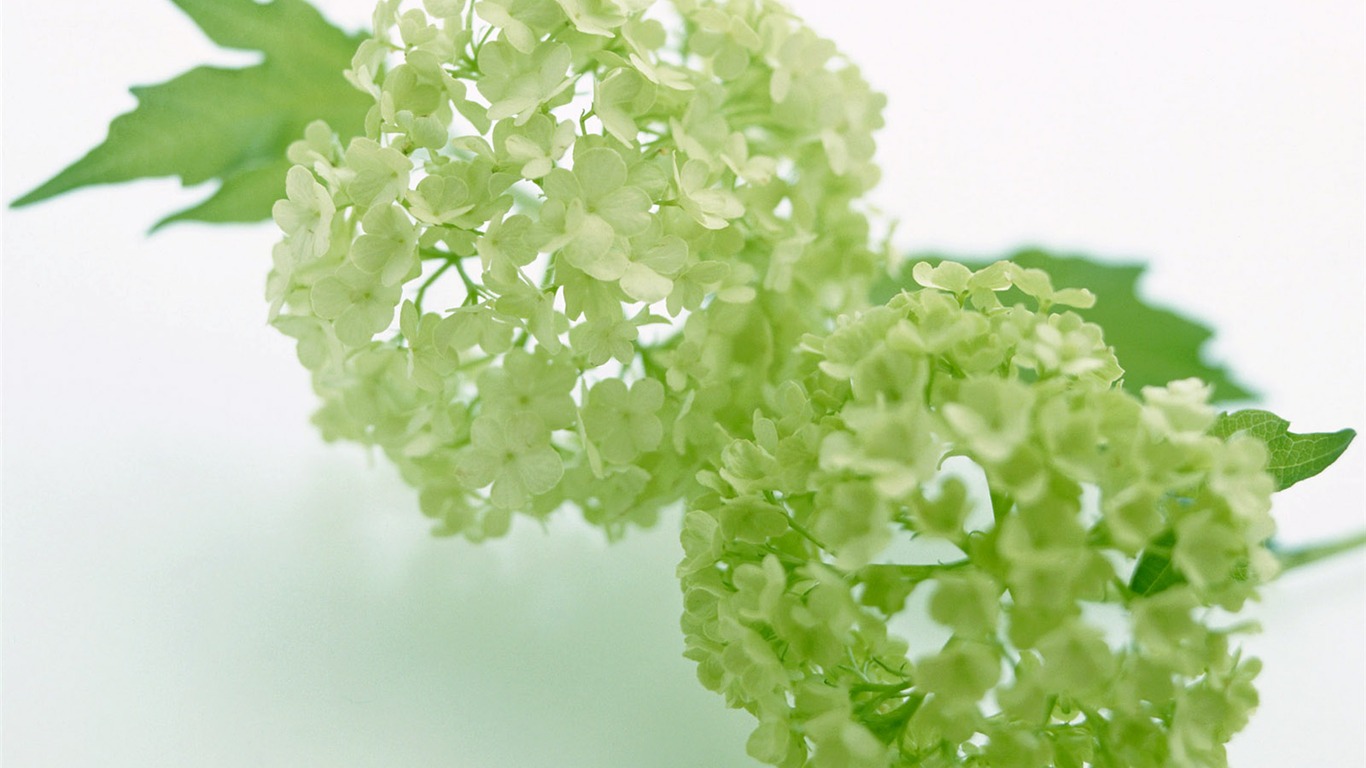 鮮花特寫(24) #5 - 1366x768
