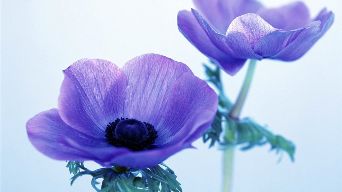 鮮花特寫(24) #11 - 1366x768