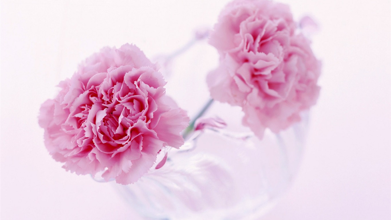 鮮花特寫(24) #12 - 1366x768