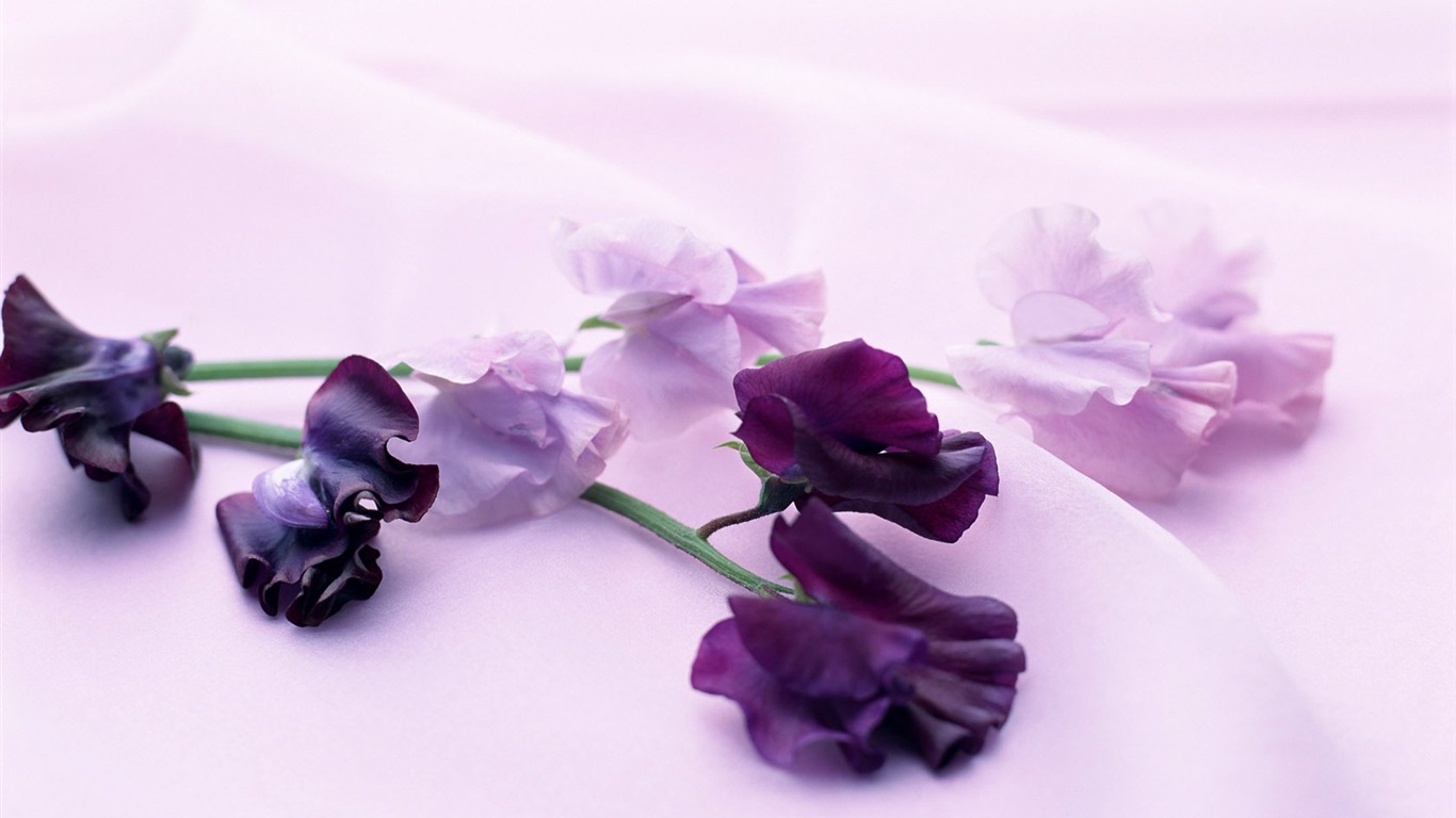 鮮花寬屏壁紙 #32 - 1366x768