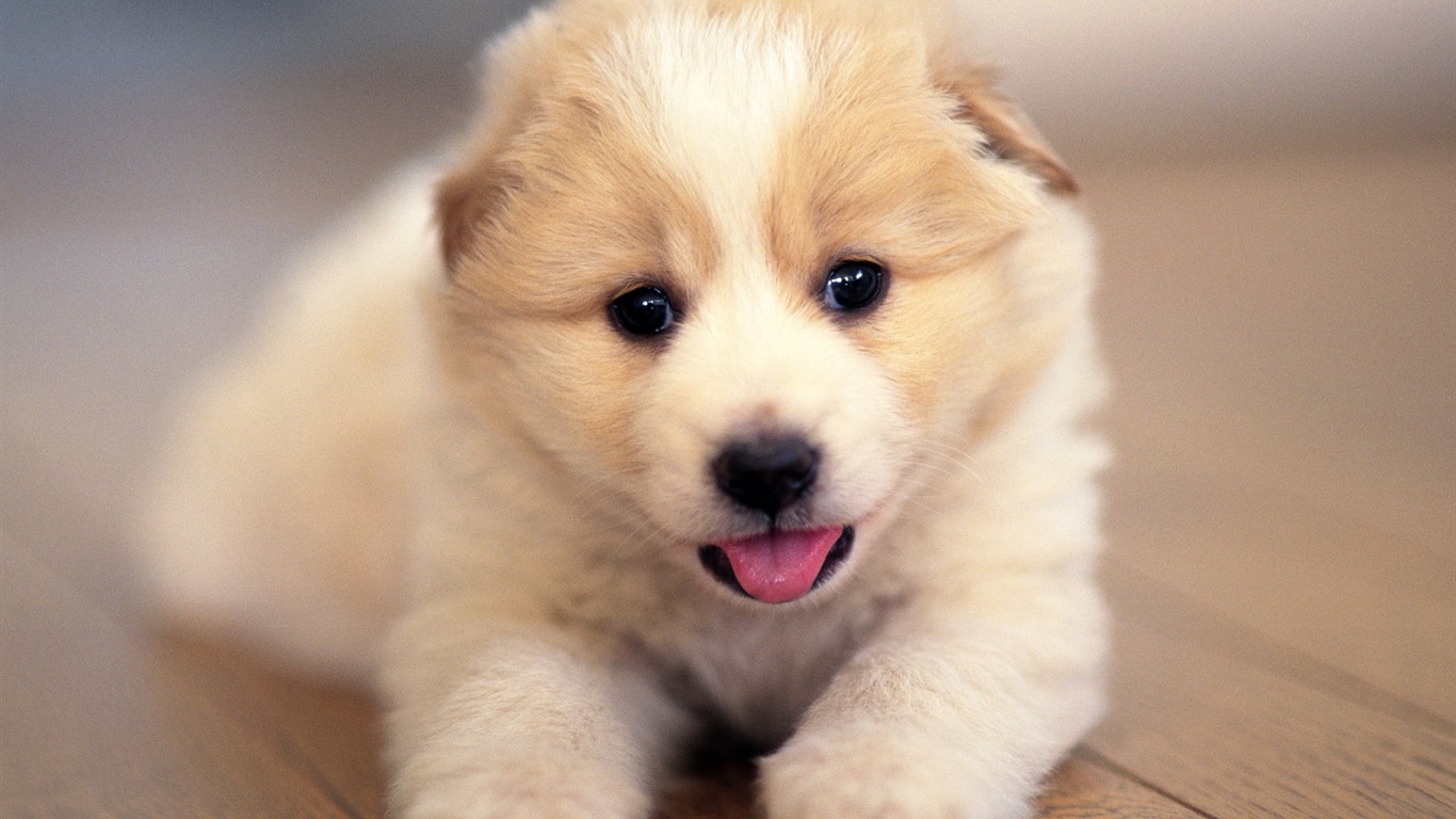 1600 dog photo wallpaper (9) #1 - 1366x768