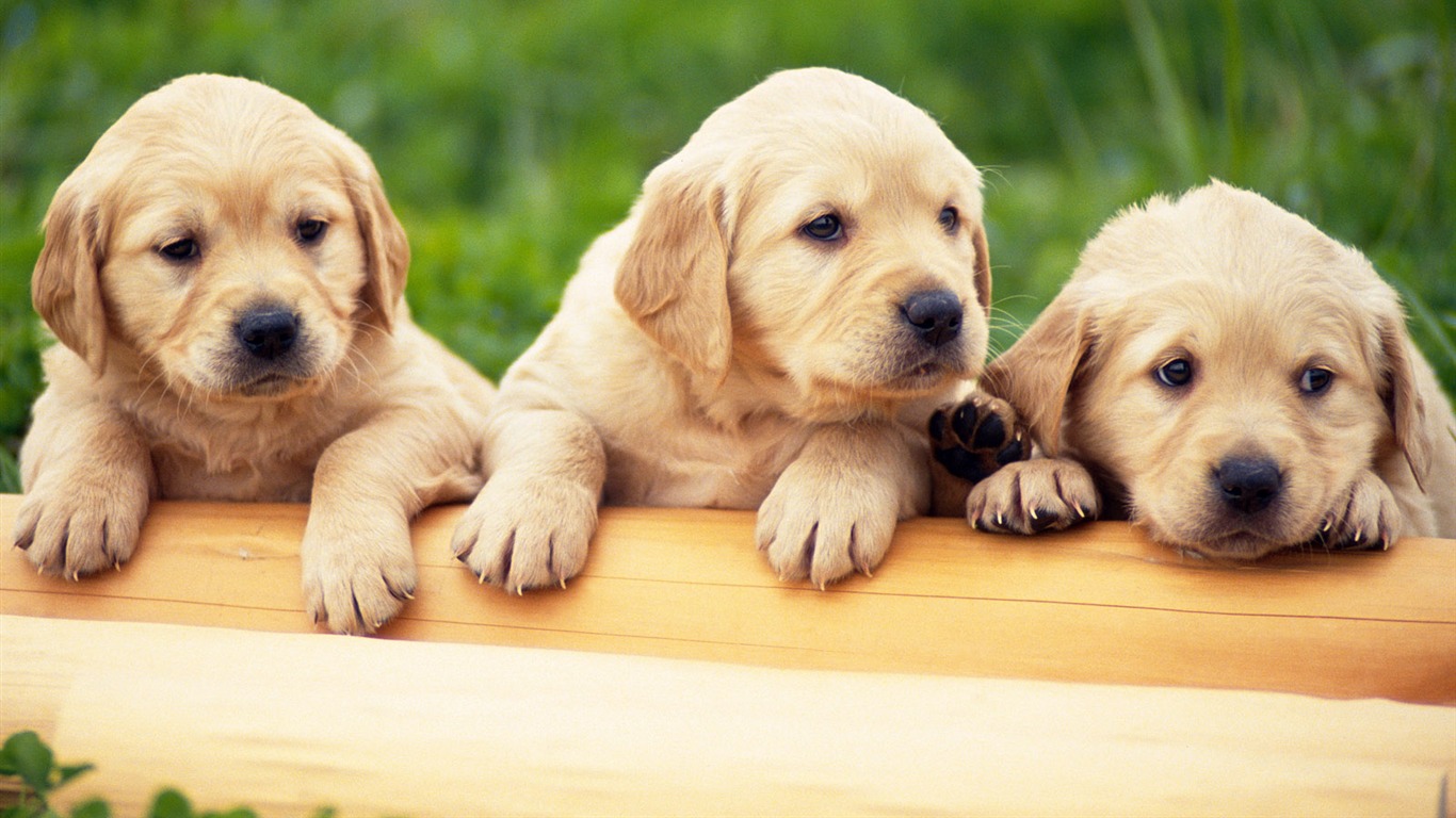 1600 dog photo wallpaper (9) #2 - 1366x768