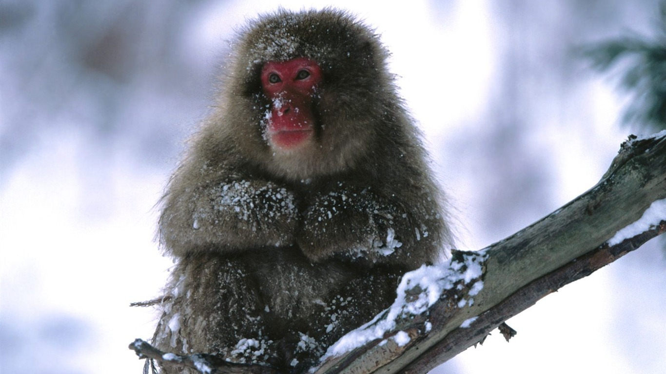 Monkey orangutan tapetu (2) #4 - 1366x768