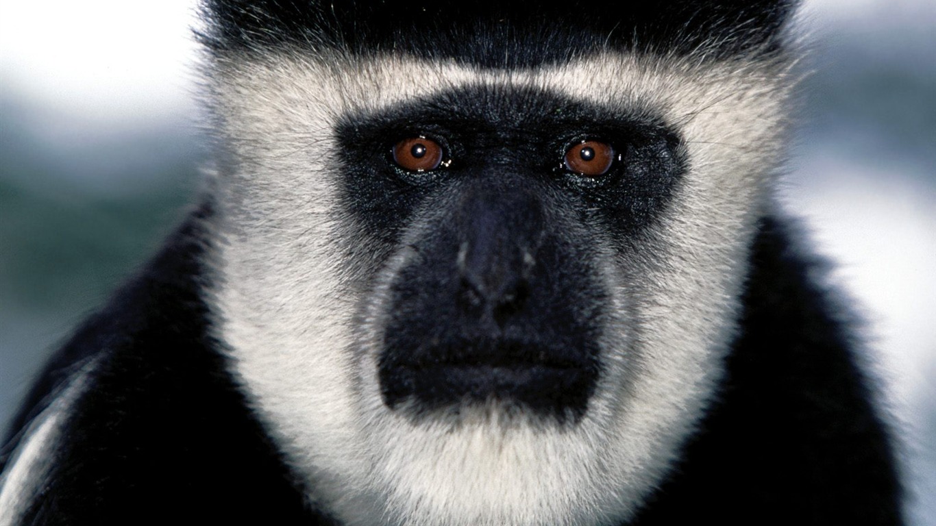 Monkey orangutan tapetu (2) #5 - 1366x768