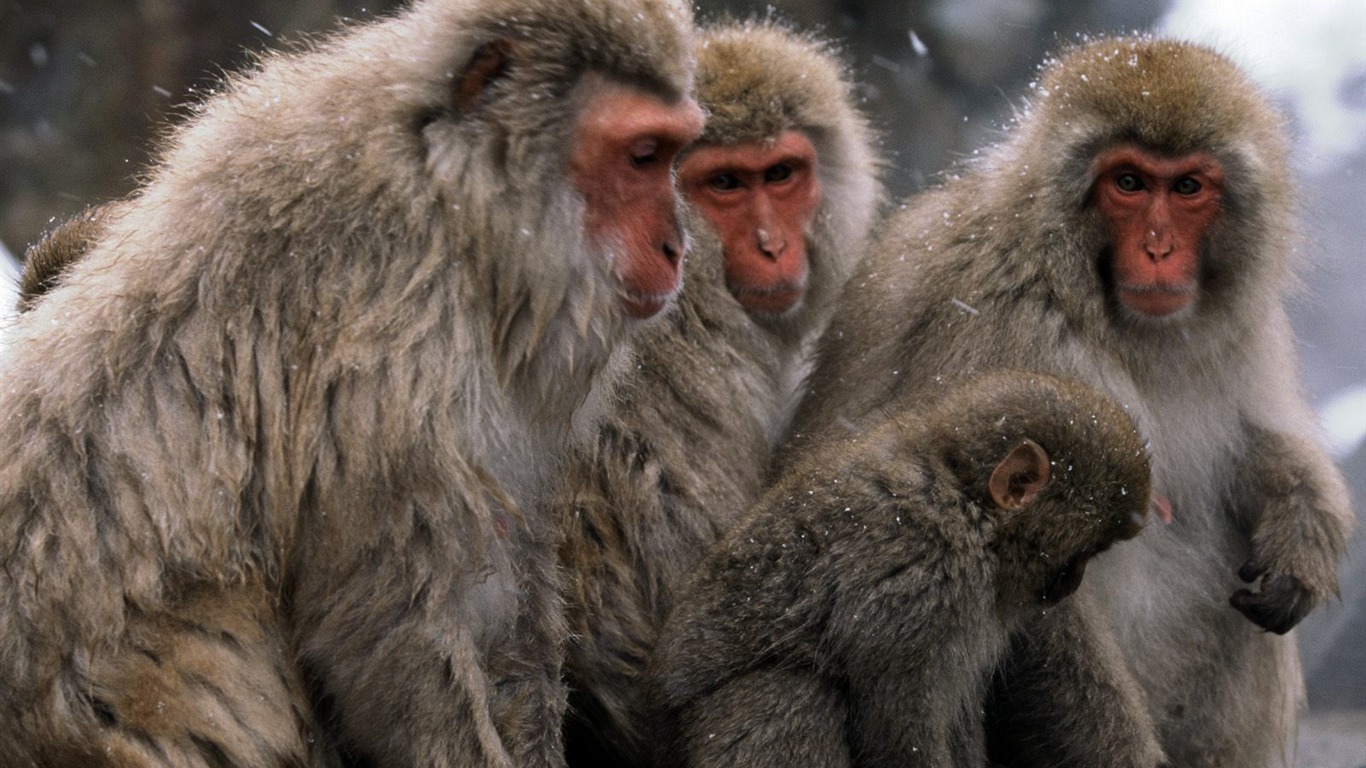 Monkey orangutan tapetu (2) #7 - 1366x768