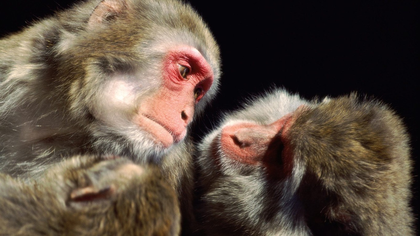 Monkey orangutan tapetu (2) #8 - 1366x768