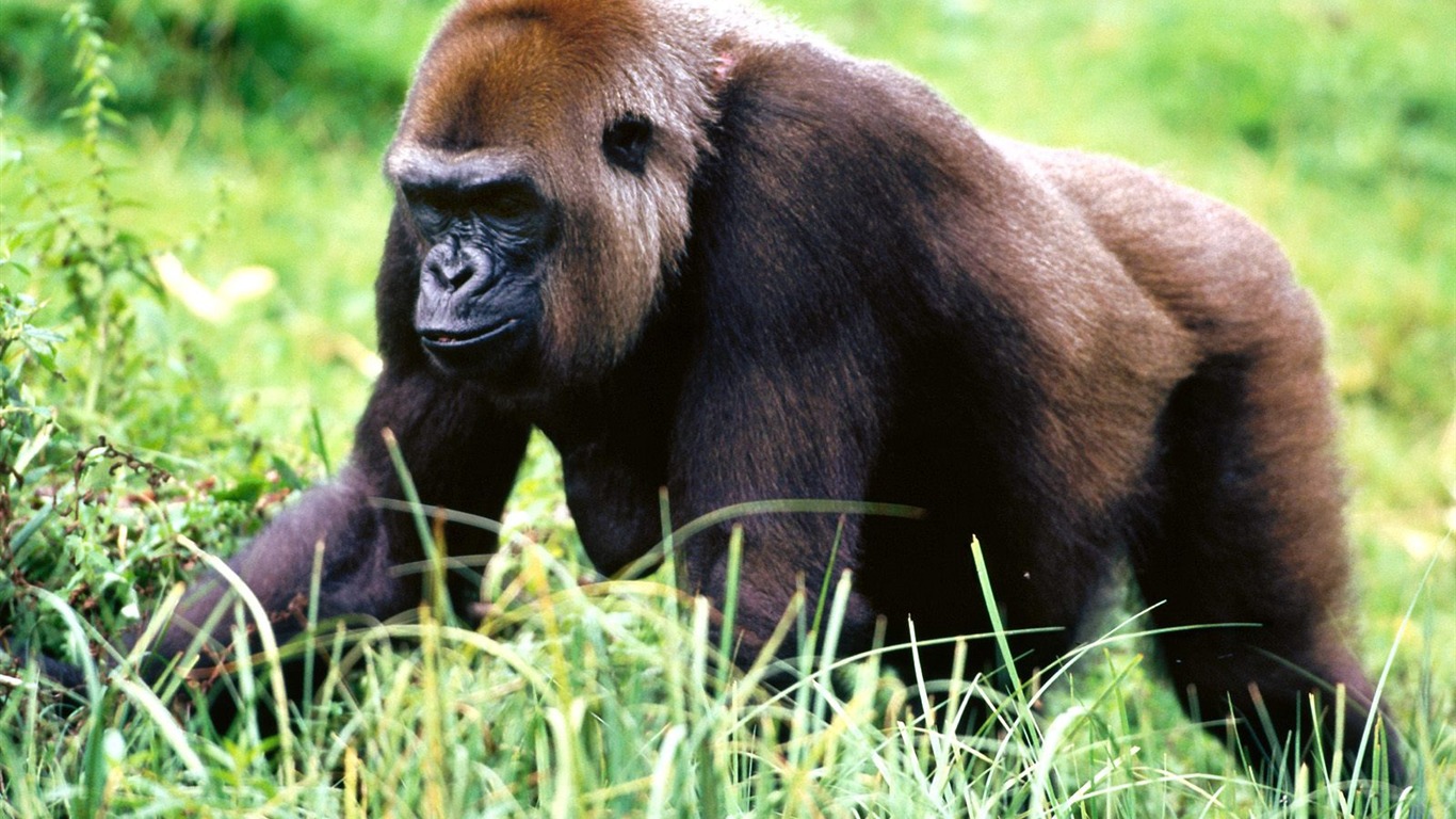 Monkey orangutan tapetu (2) #12 - 1366x768