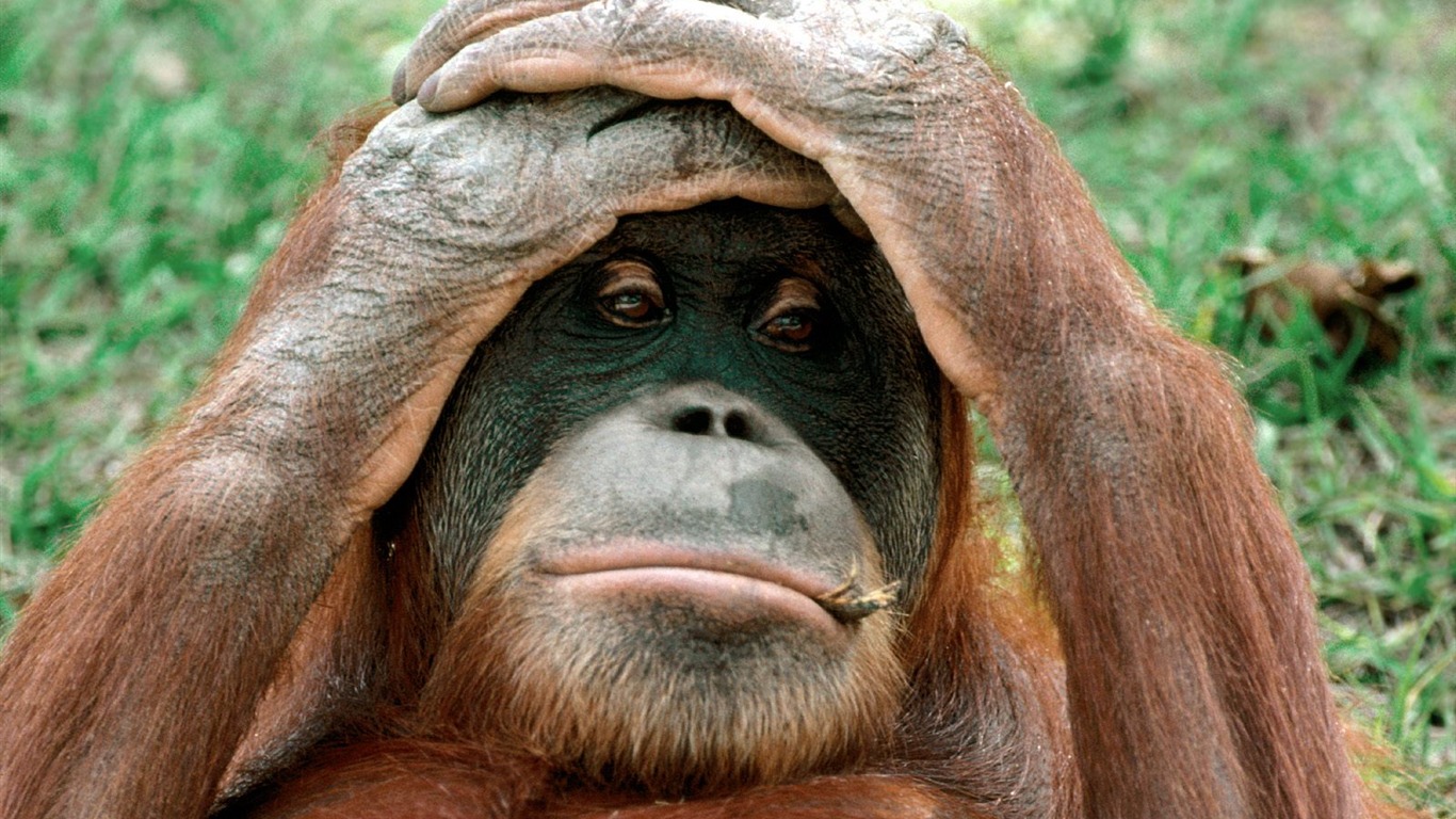 Monkey orangutan tapetu (2) #13 - 1366x768