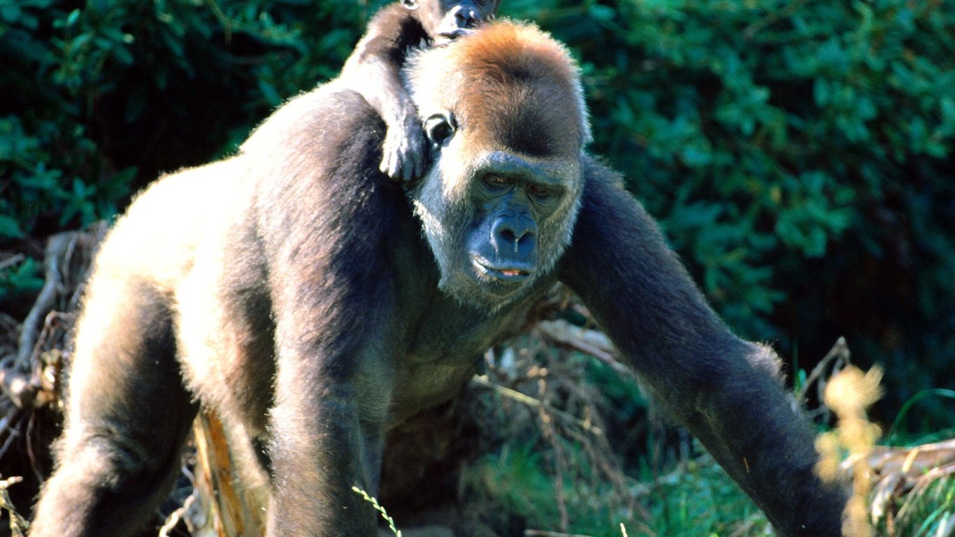 Monkey orangutan tapetu (2) #14 - 1366x768