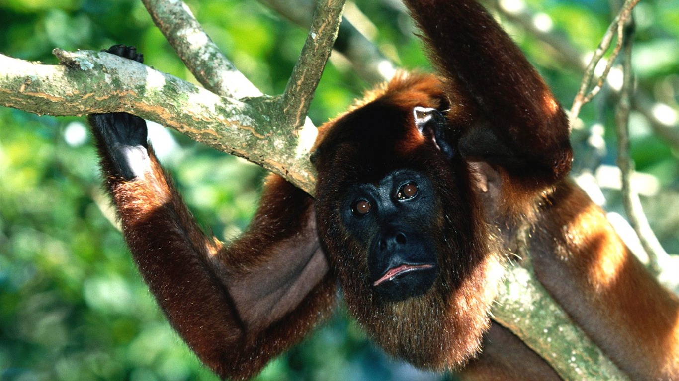 Monkey orangutan tapetu (2) #15 - 1366x768