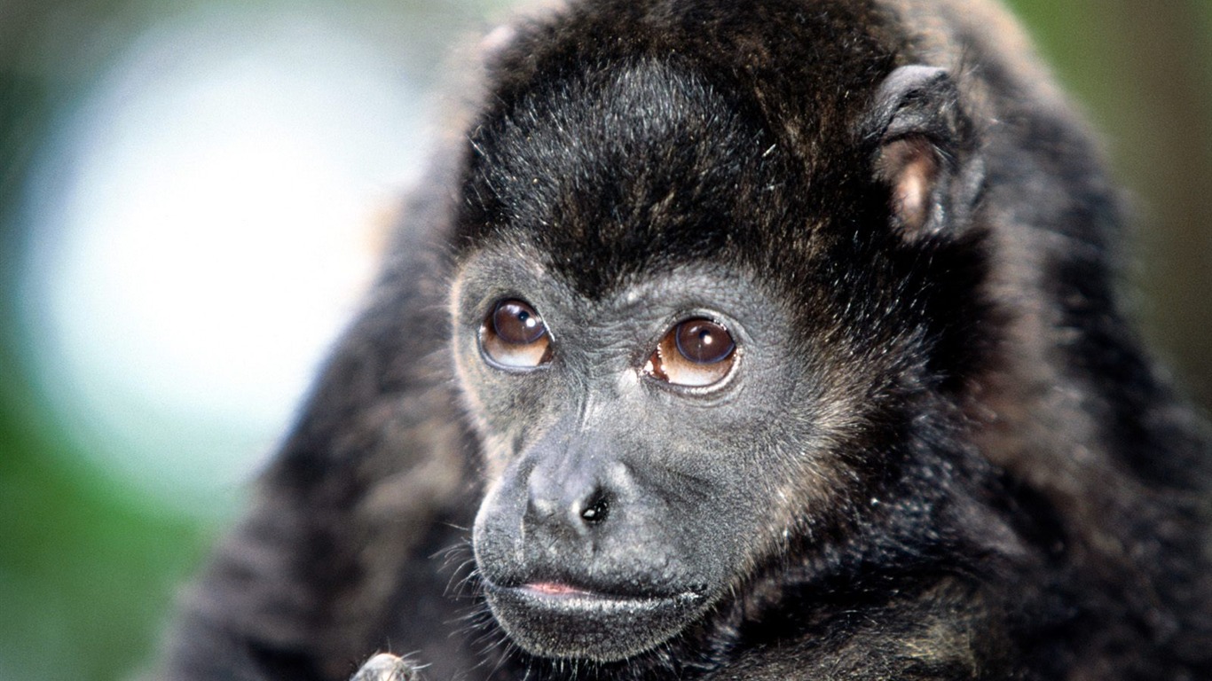 Monkey orangutan tapetu (2) #16 - 1366x768
