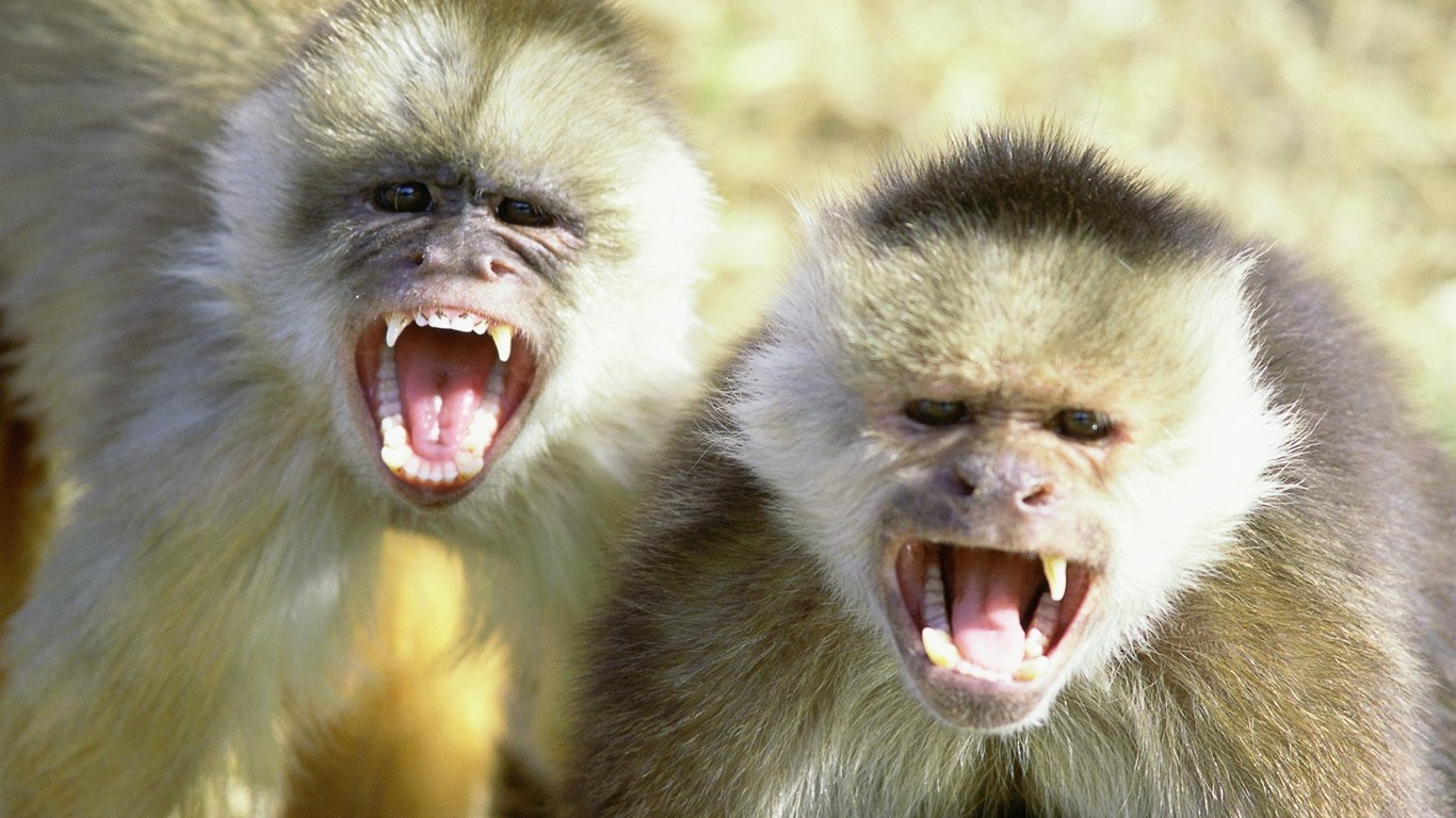 Monkey orangutan tapetu (2) #20 - 1366x768