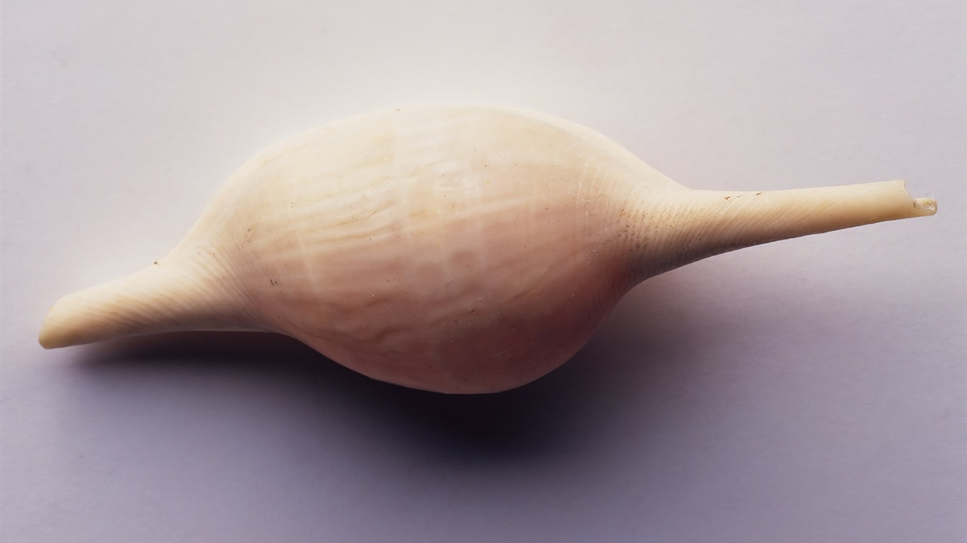 Conch Shell wallpaper album (4) #4 - 1366x768