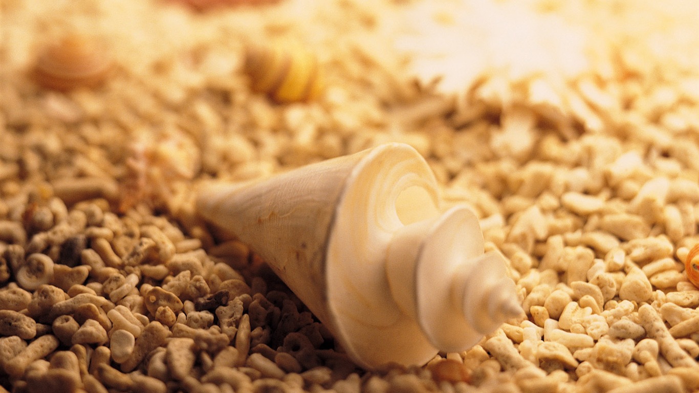 Conch Shell Tapete Album (4) #7 - 1366x768