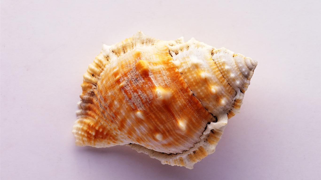 Conch Shell Tapete Album (4) #14 - 1366x768