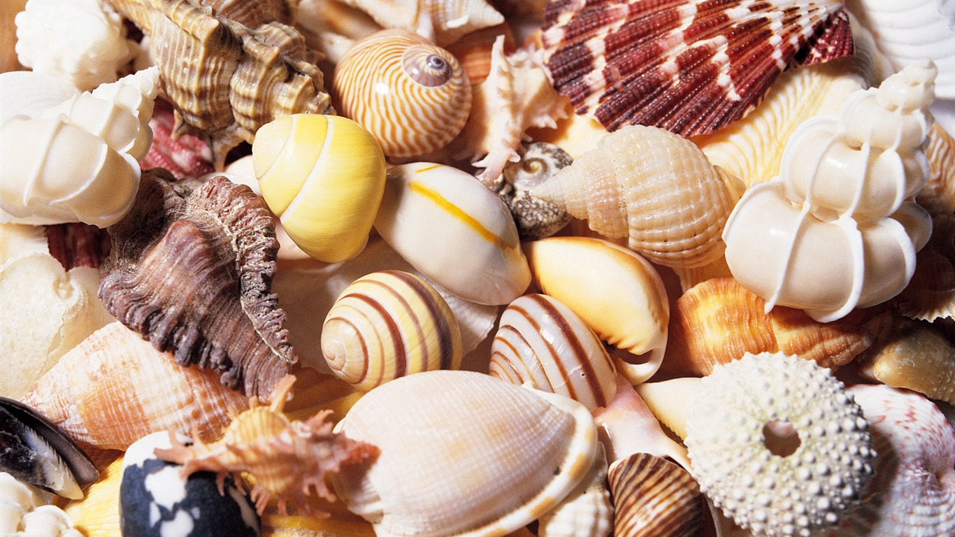 Conch Shell wallpaper album (4) #20 - 1366x768