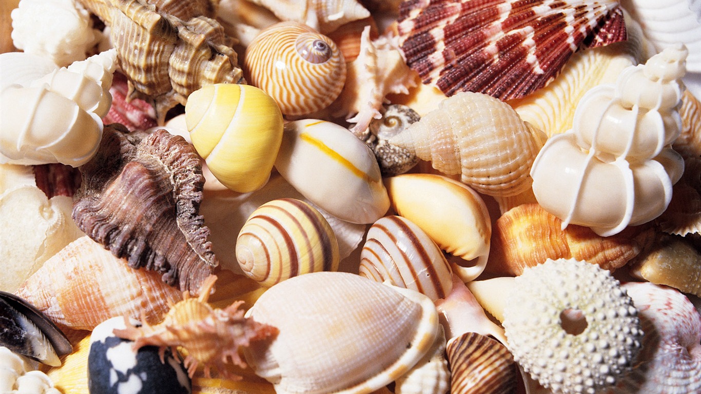 Conch Shell Tapete Album (4) #20 - 1366x768