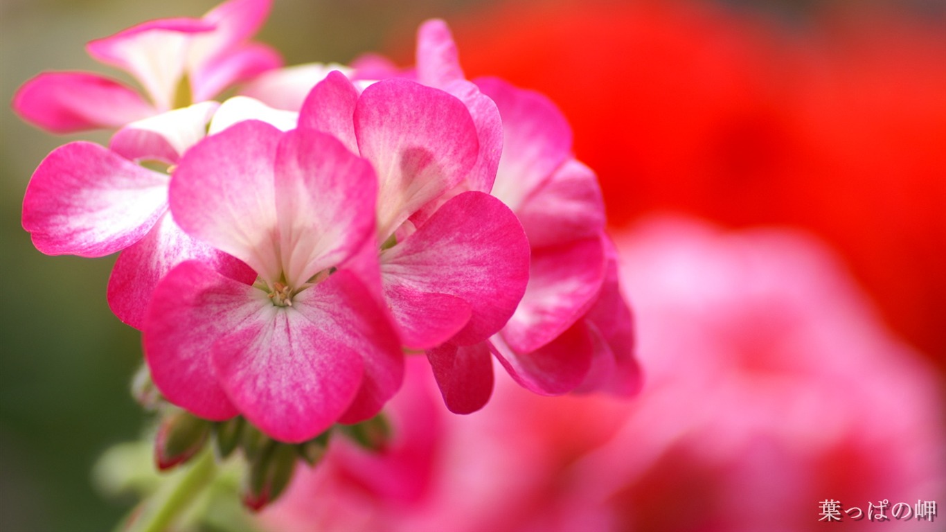 Fondos de pantalla Flores personales (2) #1 - 1366x768