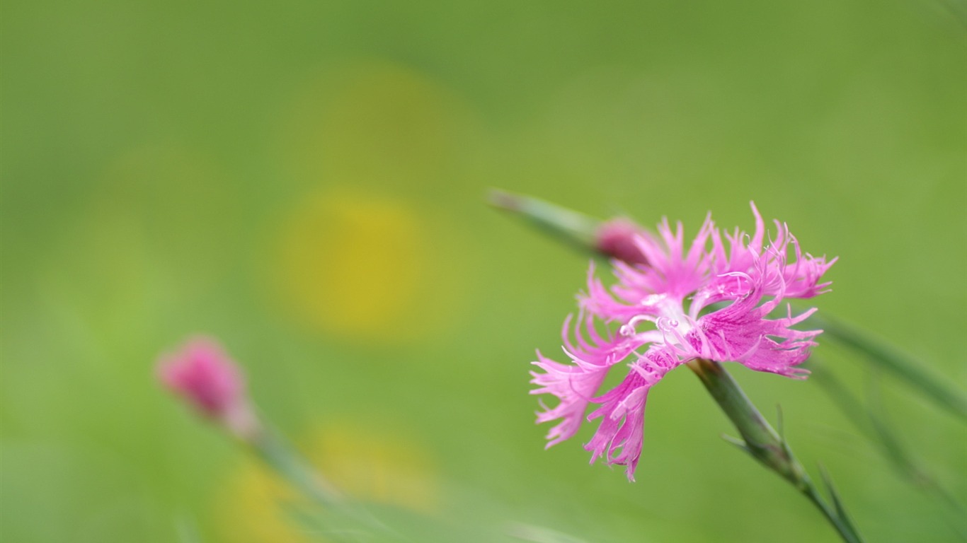 個人の花の壁紙(2) #13 - 1366x768