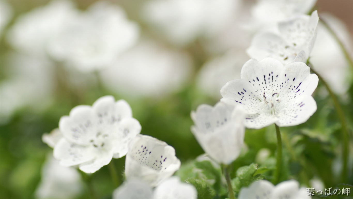 個人の花の壁紙(2) #16 - 1366x768