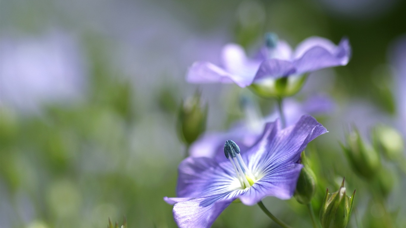 個人の花の壁紙(2) #17 - 1366x768