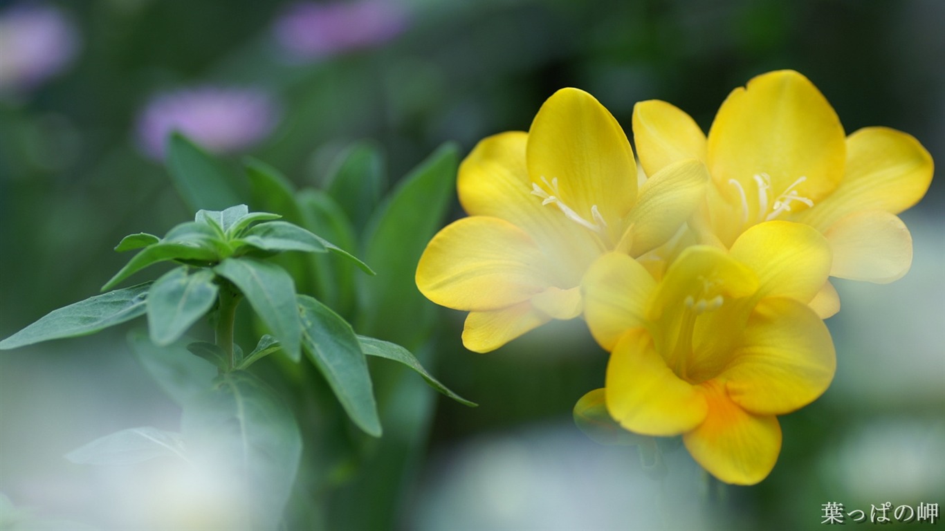 個人花卉攝影壁紙(二) #18 - 1366x768