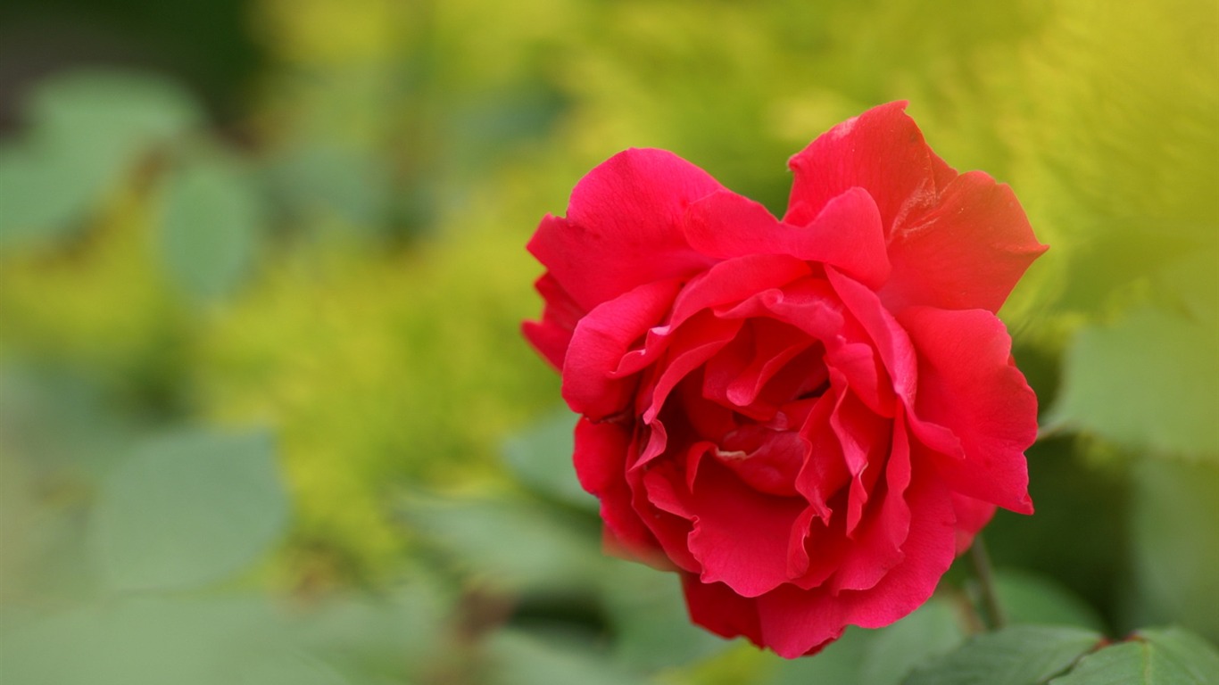 個人花卉攝影壁紙(二) #19 - 1366x768