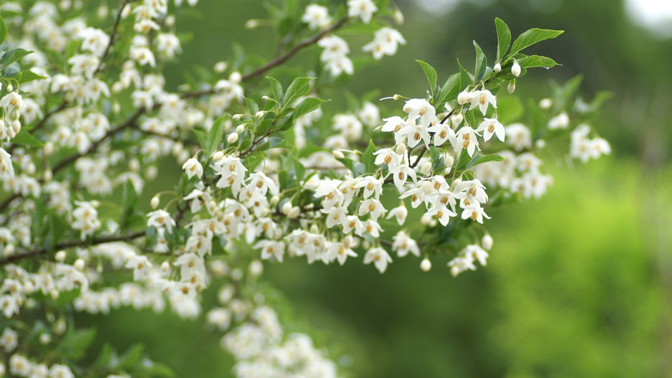 個人の花の壁紙(2) #20 - 1366x768