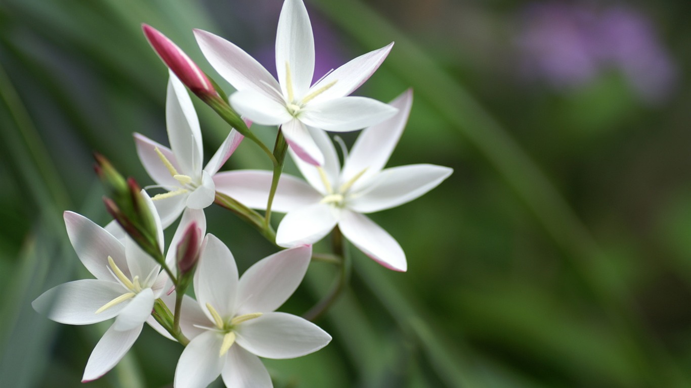 個人花卉攝影壁紙(二) #21 - 1366x768