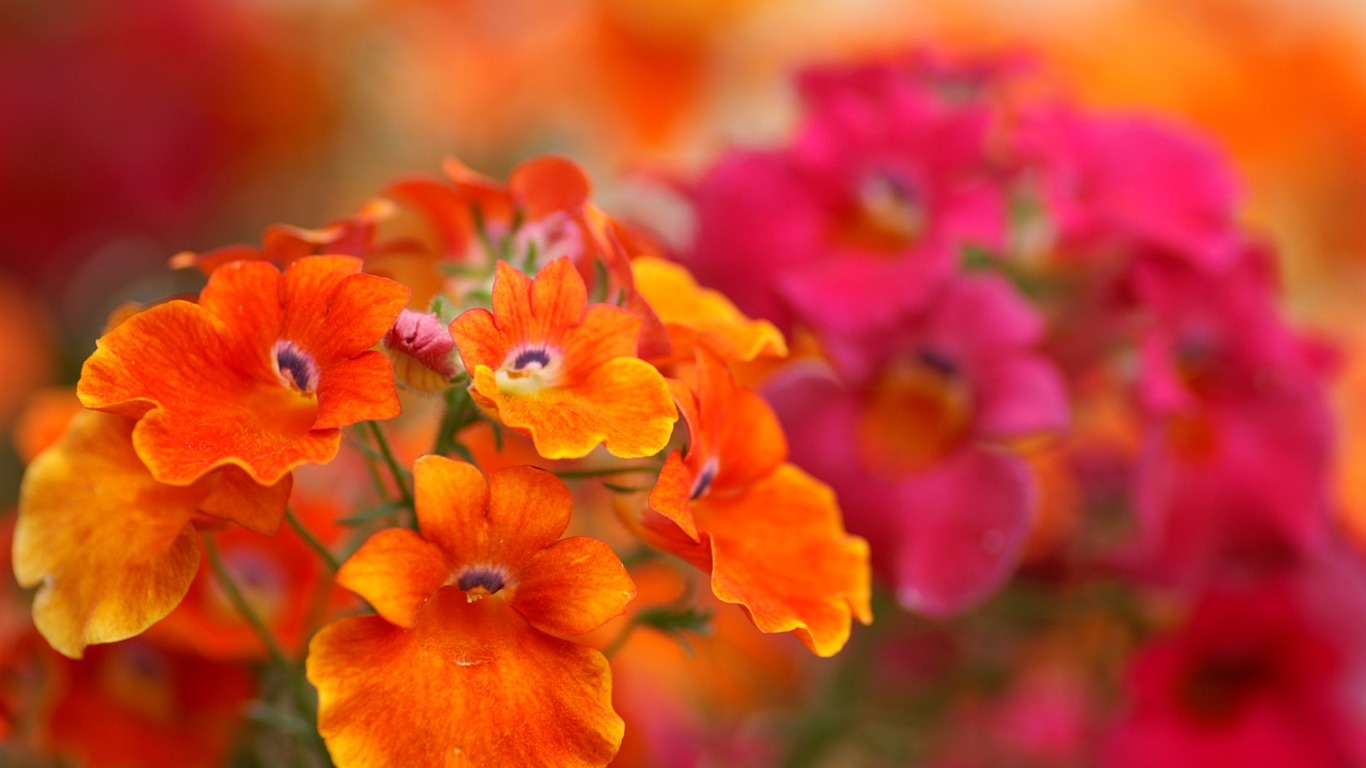 個人花卉攝影壁紙(二) #27 - 1366x768