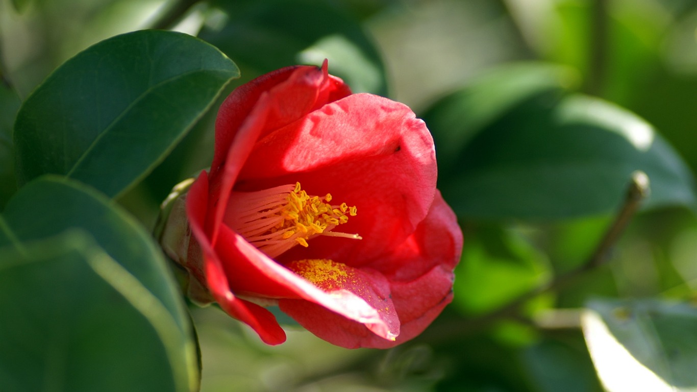個人花卉攝影壁紙(二) #28 - 1366x768