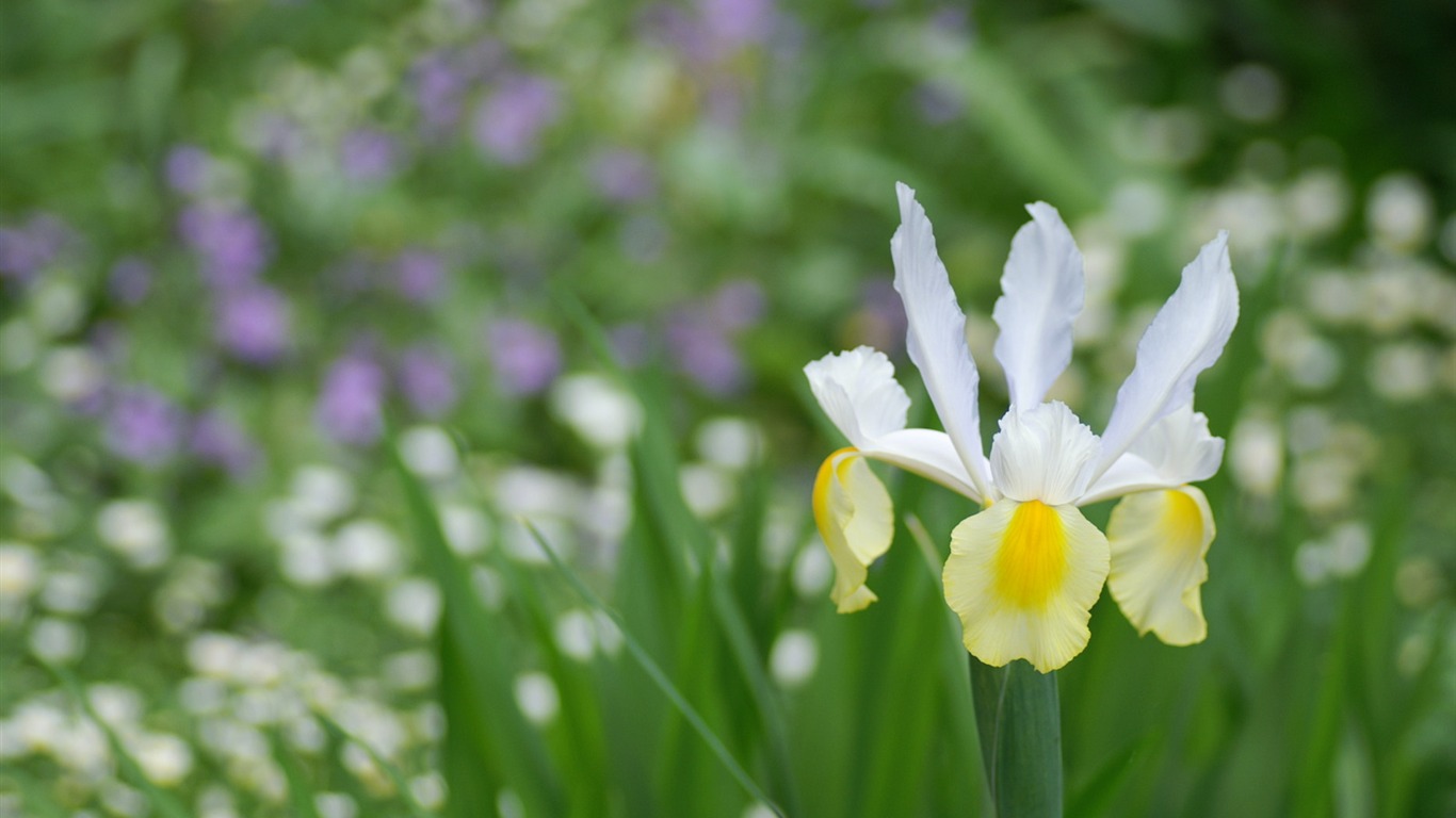 個人の花の壁紙(2) #29 - 1366x768