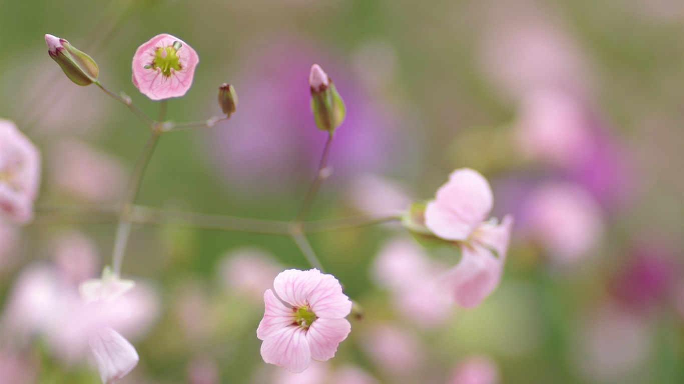 個人花卉攝影壁紙(二) #30 - 1366x768