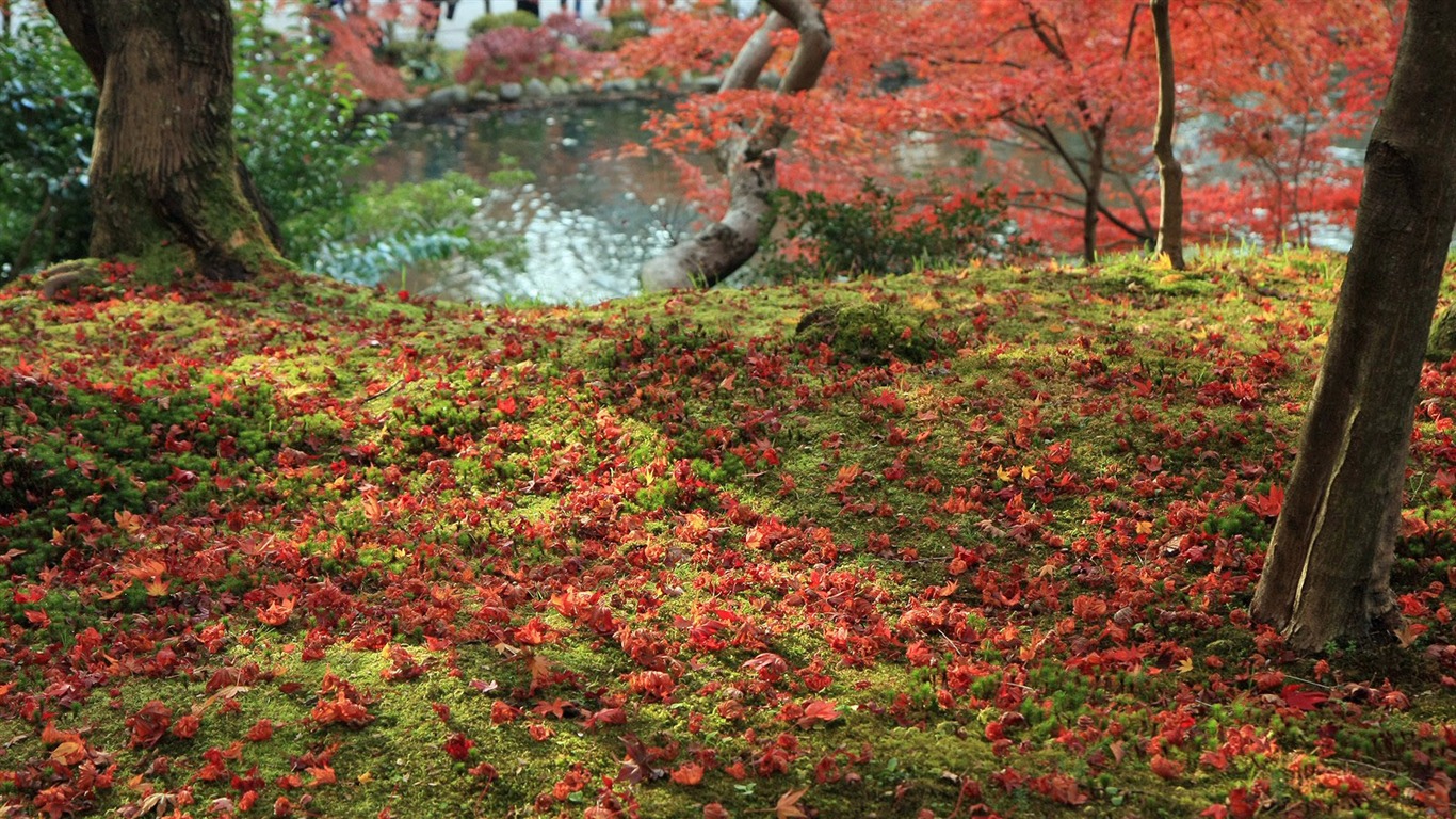 枫叶铺满地 壁纸1 - 1366x768