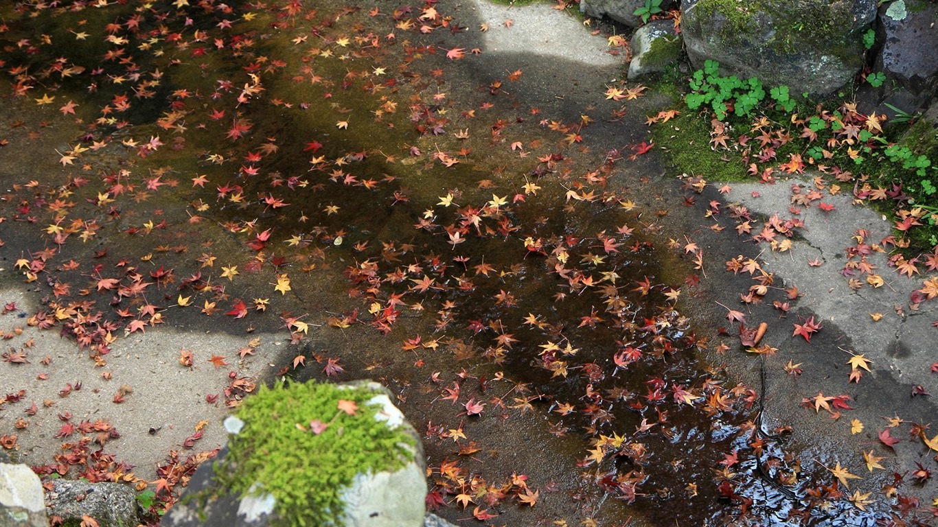 楓葉鋪滿地 壁紙 #2 - 1366x768