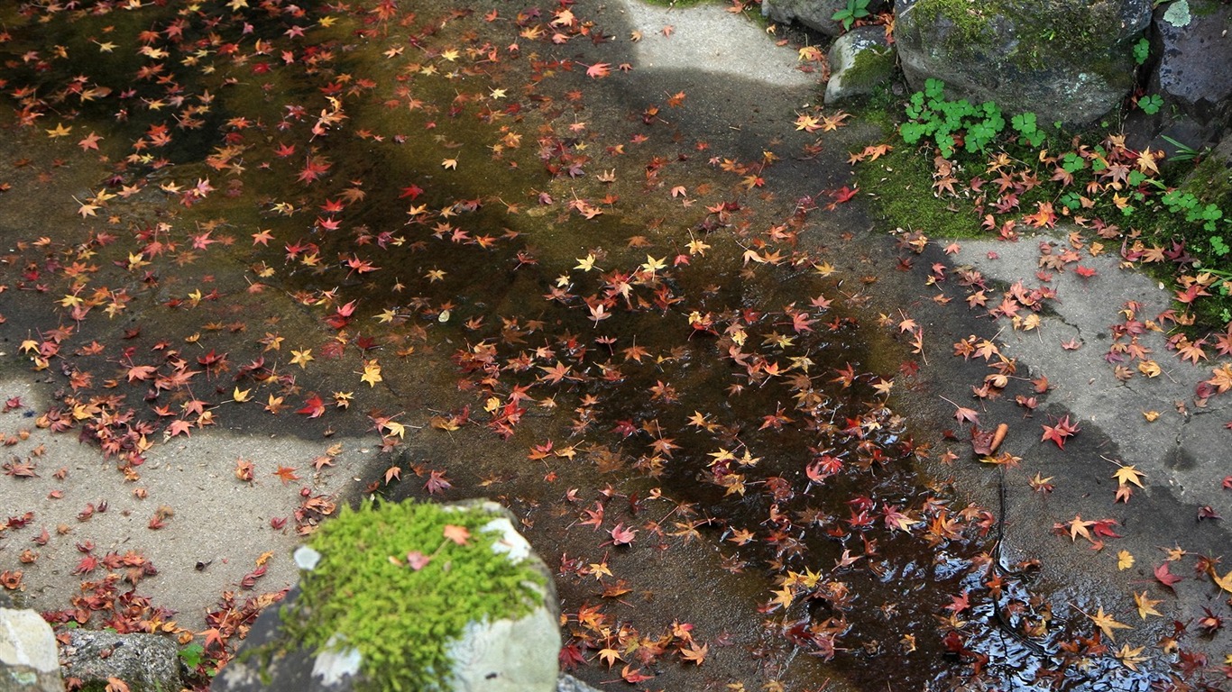 Fondos de escritorio de arce de hoja pavimentadas manera #2 - 1366x768