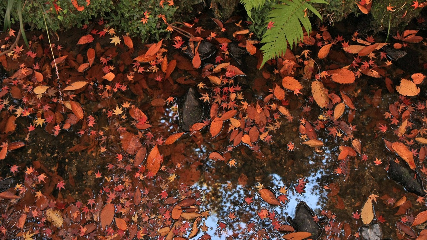 枫叶铺满地 壁纸3 - 1366x768