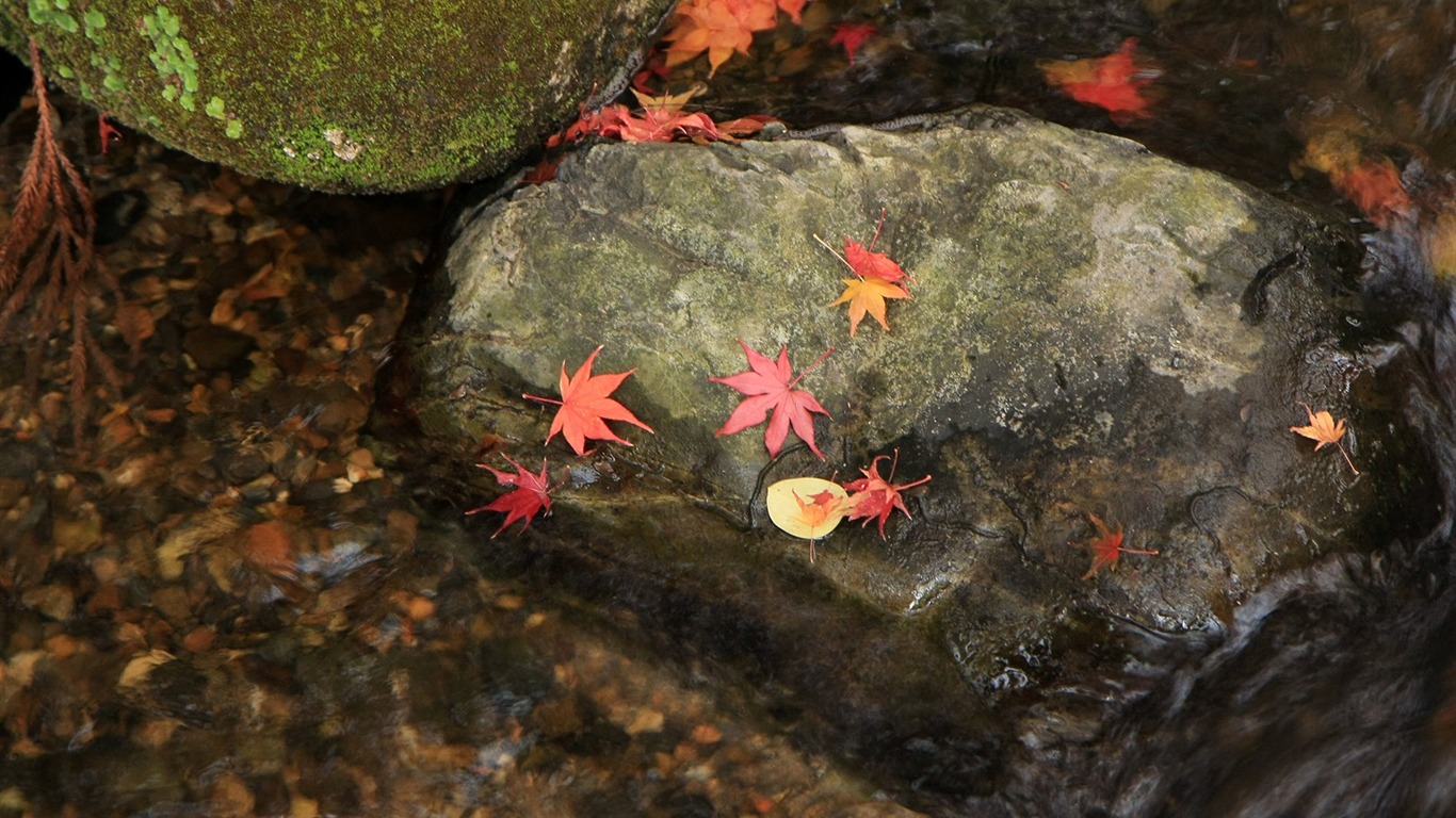 Maple Leaf Tapete gepflasterten Weg #4 - 1366x768