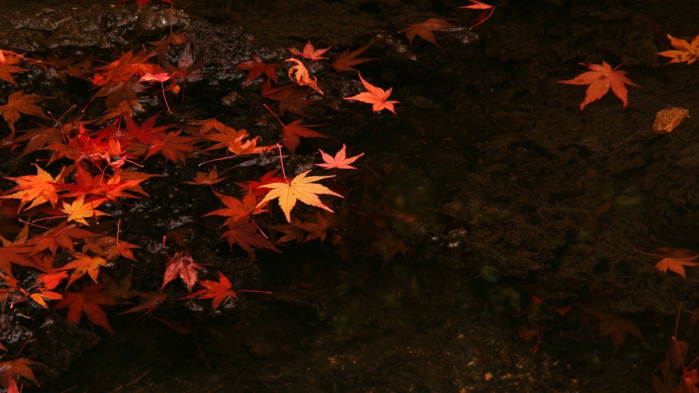 楓葉鋪滿地 壁紙 #5 - 1366x768