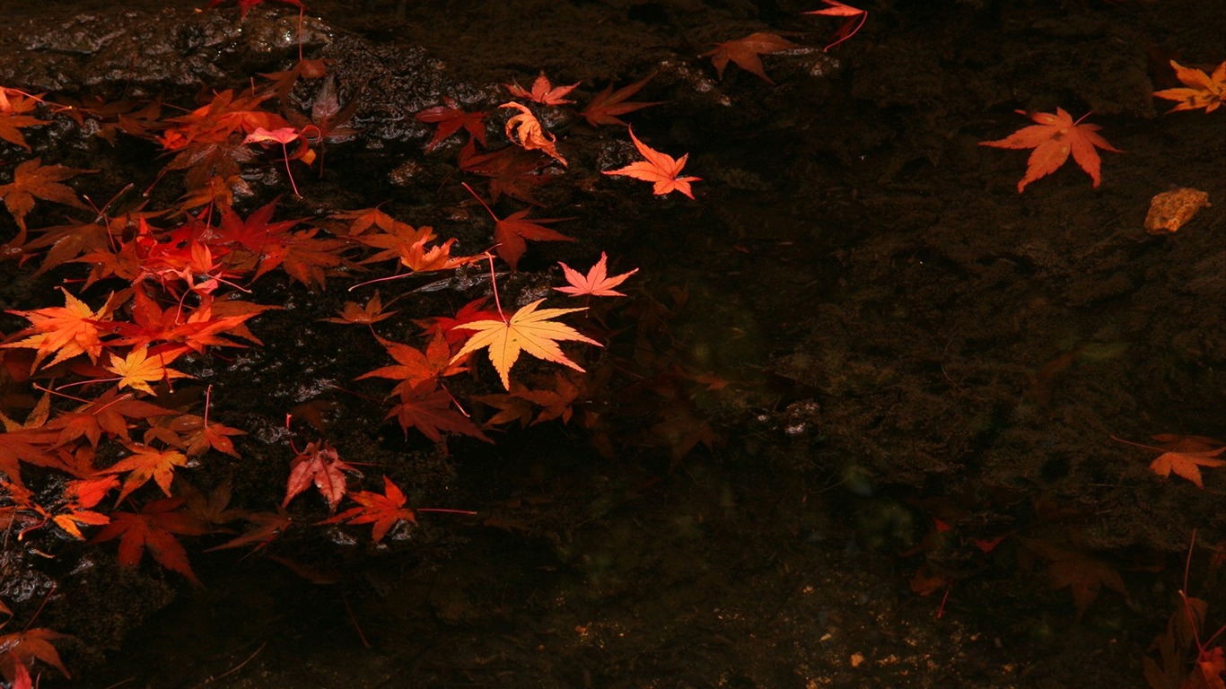 枫叶铺满地 壁纸5 - 1366x768