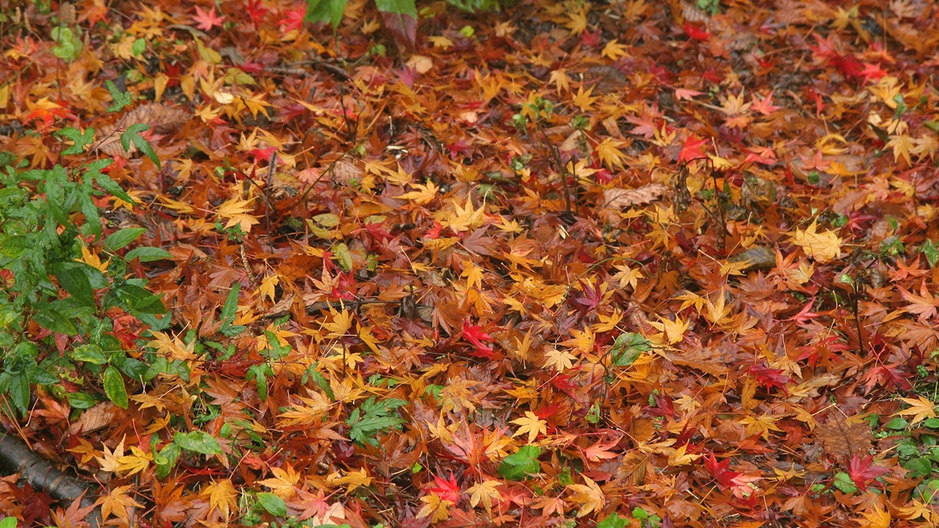 Maple Leaf Tapete gepflasterten Weg #6 - 1366x768