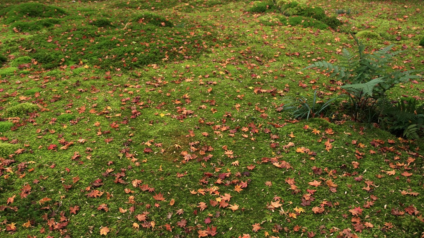 Maple Leaf Tapete gepflasterten Weg #7 - 1366x768