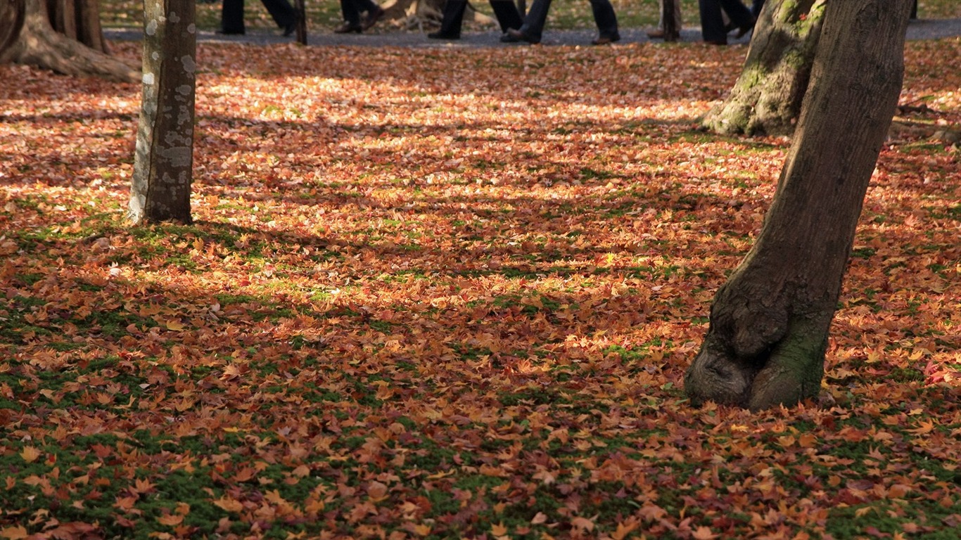 Maple Leaf Tapete gepflasterten Weg #9 - 1366x768