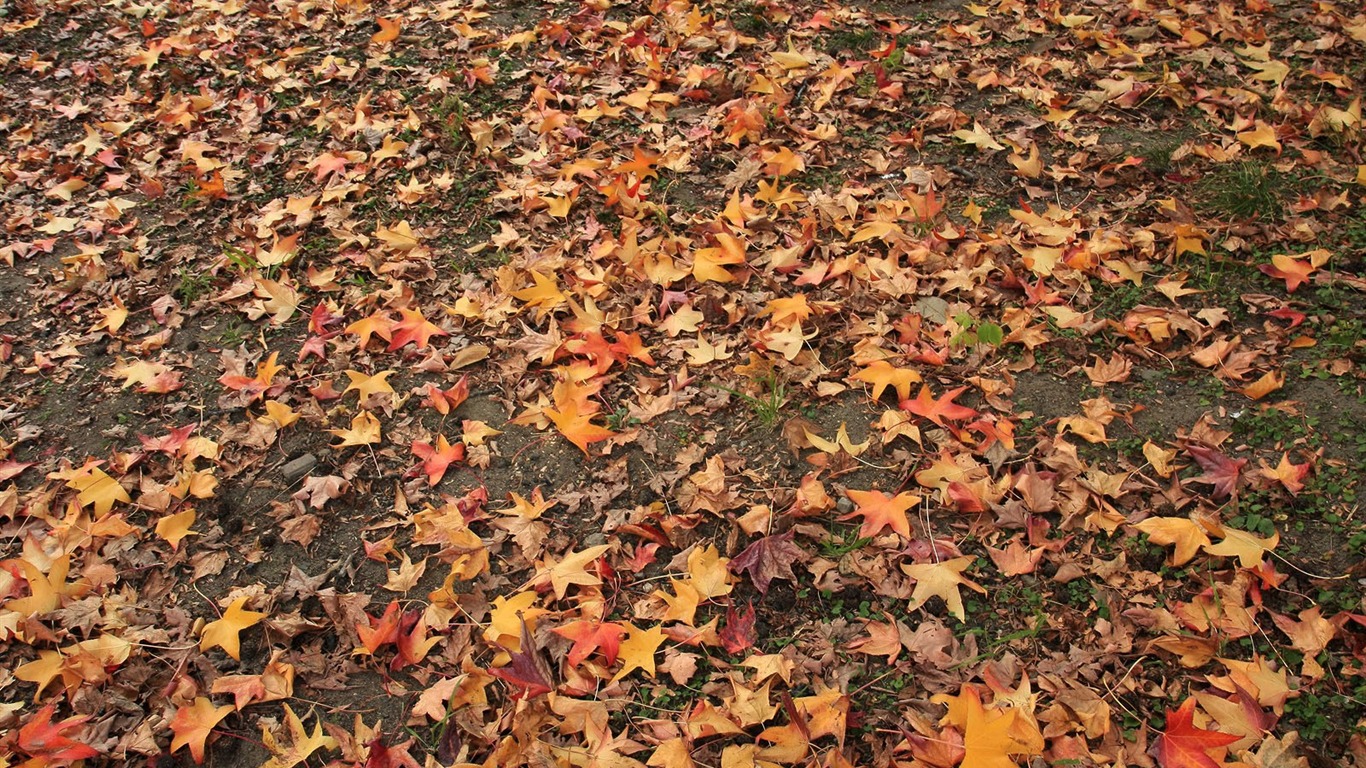 Maple Leaf Tapete gepflasterten Weg #10 - 1366x768