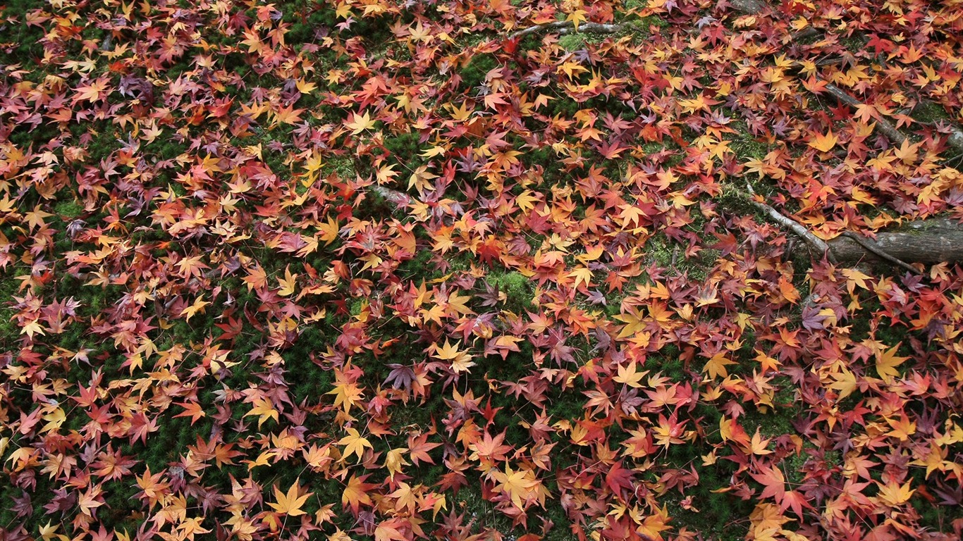 Maple Leaf Tapete gepflasterten Weg #11 - 1366x768