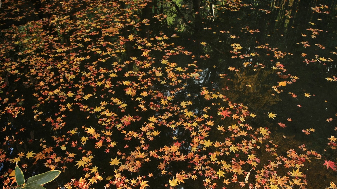 Maple Leaf Tapete gepflasterten Weg #12 - 1366x768