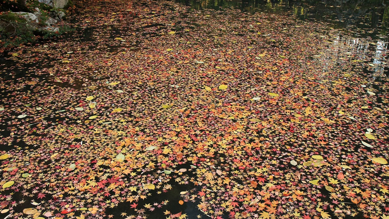 Maple Leaf Tapete gepflasterten Weg #13 - 1366x768