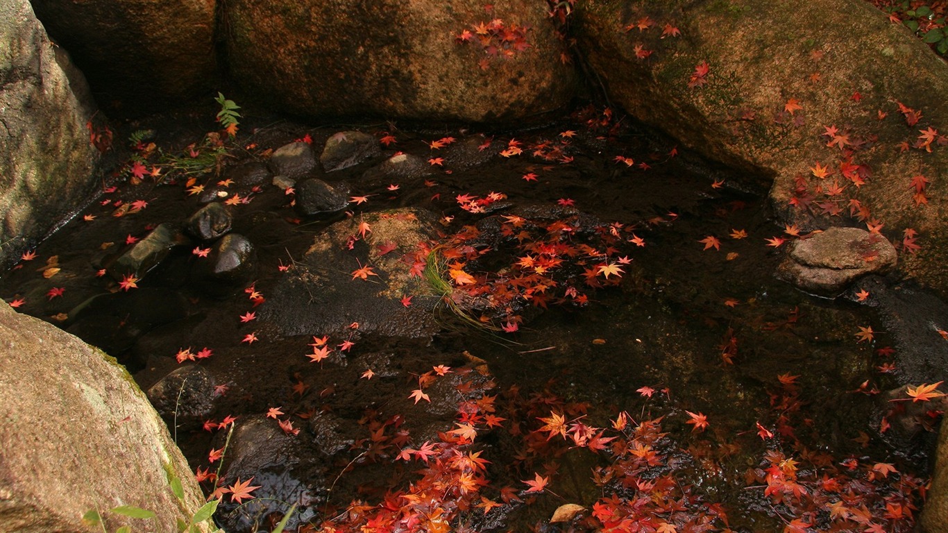 枫叶铺满地 壁纸14 - 1366x768